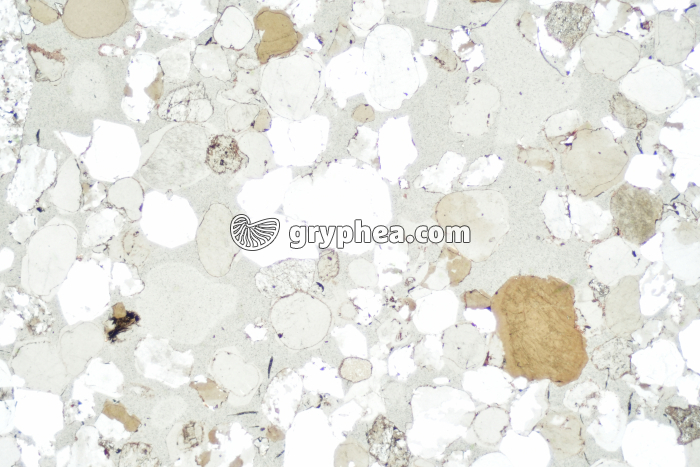 Grès avec lacunes LPNA x3 - gryphea.com